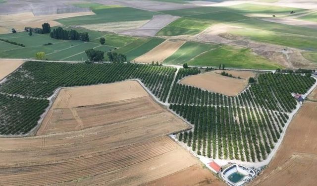 Yozgat'ta kiraz hasadı sürüyor