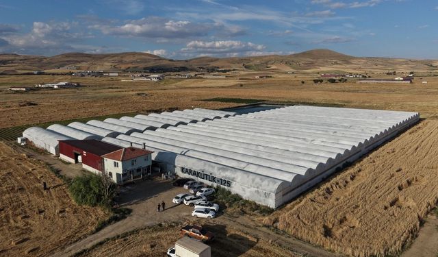 Domatesinin ilk hasadı yapıldı