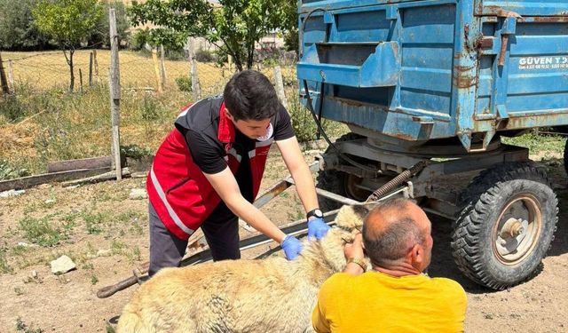 Yozgat Valiliğinden hayvan sahiplerine kritik uyarı: Kayıt yaptırmayanlara 10 bin lirayı aşan ceza