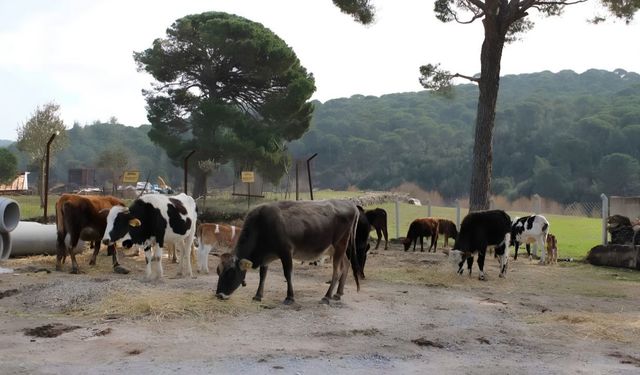 Hayvanlarını otlatmaya gitmişti: Arazide ölü bulundu