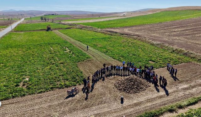 Boğazlıyan’da şeker pancarı hasadı başladı