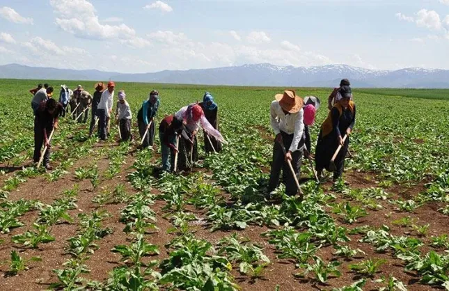 Resmi Gazete'de yayımlandı: Yozgat'taki mevsimlik tarım işçileri hakları düzenlendi