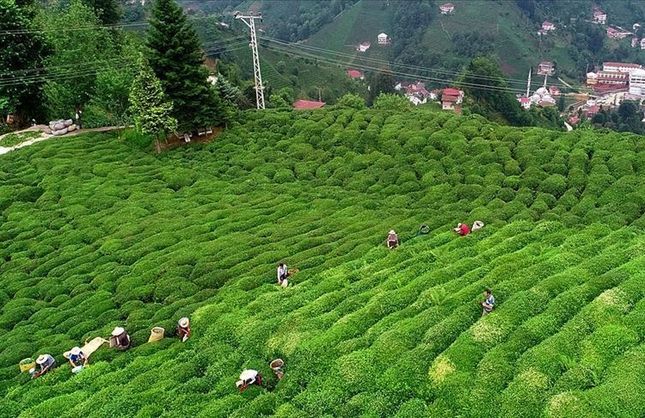 Ünlü çay markasında büyük skandal: Taklit ve tağşiş listesine alındı