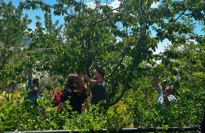 Yozgat’ta anlamlı hasat: Özel bireyler ilk ürünlerini topladı