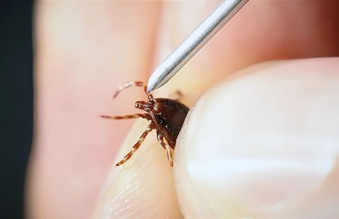 Kene yine aynı aileyi vurdu! 6 yıl sonra ikinci ölüm