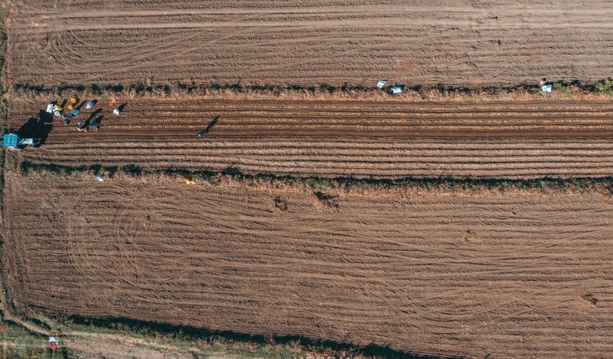 Türkiye'de birinci sırada: Yozgat'ta ekimleri yapıldı!