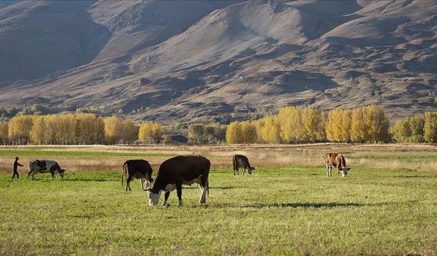Yozgat'ta TULIP projesi tamamlandı
