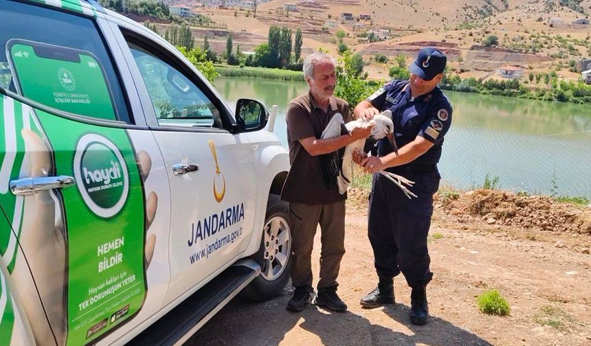 Sorgun'da yaralı leylek koruma altına alındı