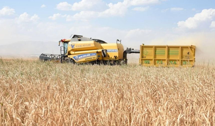 Saman fiyatlarında tarihi gerileme: Yüzde 50 kayıp