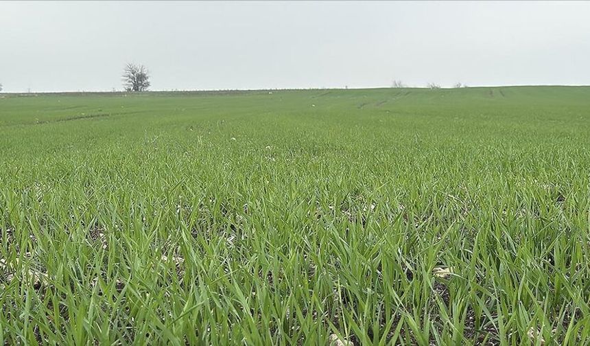 Yozgat İl Tarım ve Orman Müdürlüğü tarafından dört farklı çeşit ekildi