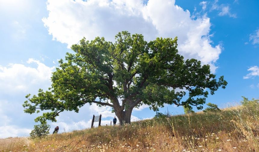 Yozgat'ta 554 yıllık anıt ağaç köylülere emanet