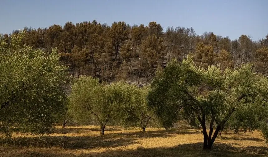 Orman yangını riski büyüyor: 6 vilayette kırmızı alarm