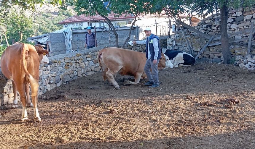 Yozgat'ta hedef 50 bin büyükbaş