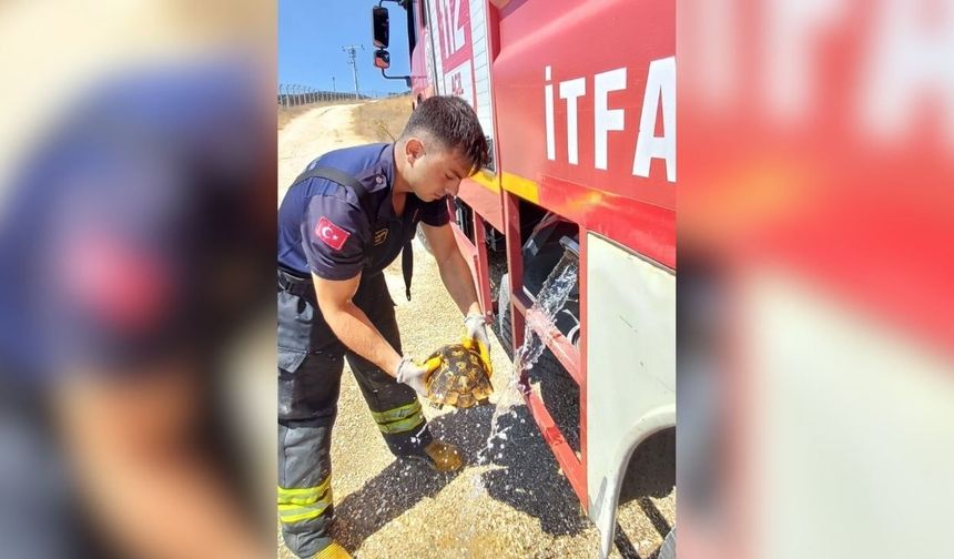 Alevlerin arasında kalan kaplumbağayı itfaiye kurtardı