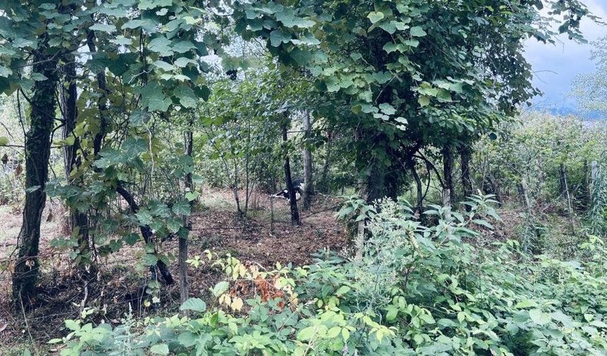Elektrik akımı dehşeti: 2 yaralı, 1  büyükbaş telef