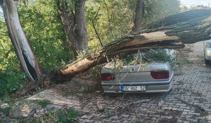 Park halindeki otomobilin üzerine ağaç devrildi!