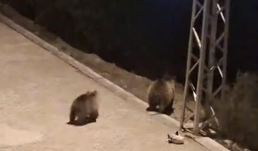 Yozgat'ta anne ayı ve yavruları mahalleye indi