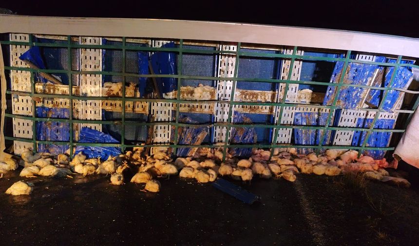 Yozgat’ta tavuk yüklü tır devrildi: 1 yaralı