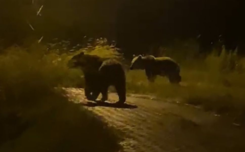 Yozgat’ta köyde dolaşan iki ayı kamerada