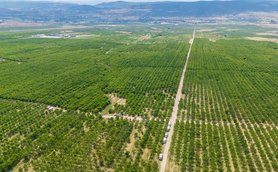 Yozgat'ta hasat başladı: 15 bin ton rekolte bekleniyor