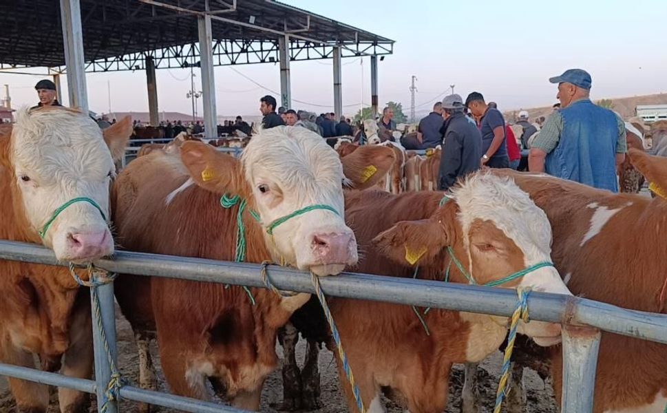 Yozgat’ta hayvan fiyatları 30 bin lira geriledi