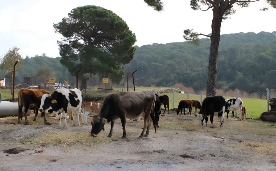 Hayvanlarını otlatmaya gitmişti: Arazide ölü bulundu