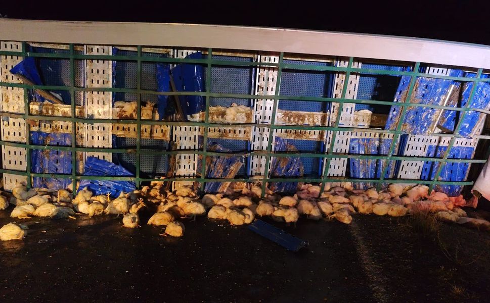 Yozgat’ta tavuk yüklü tır devrildi: 1 yaralı