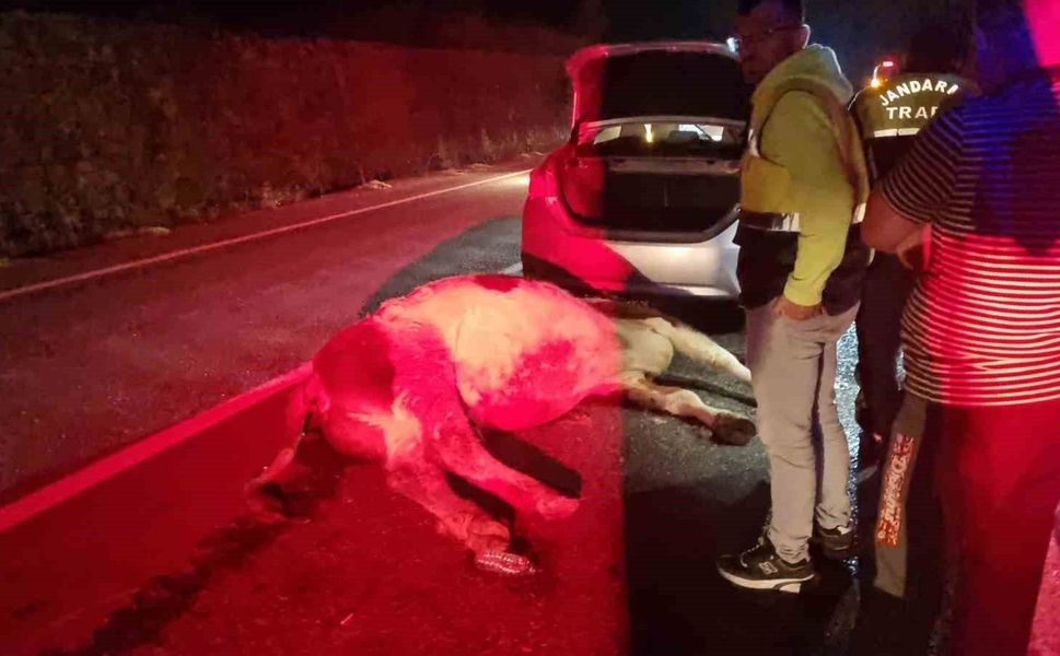 Otomobil büyükbaş hayvana çarptı: 1 yaralı
