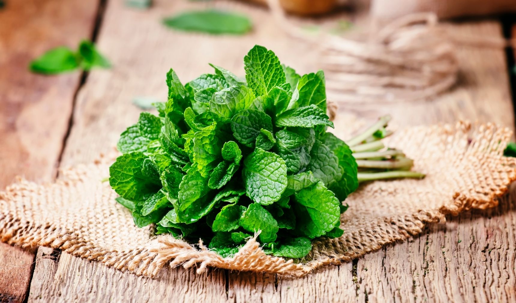 Nane (Mentha) (2)