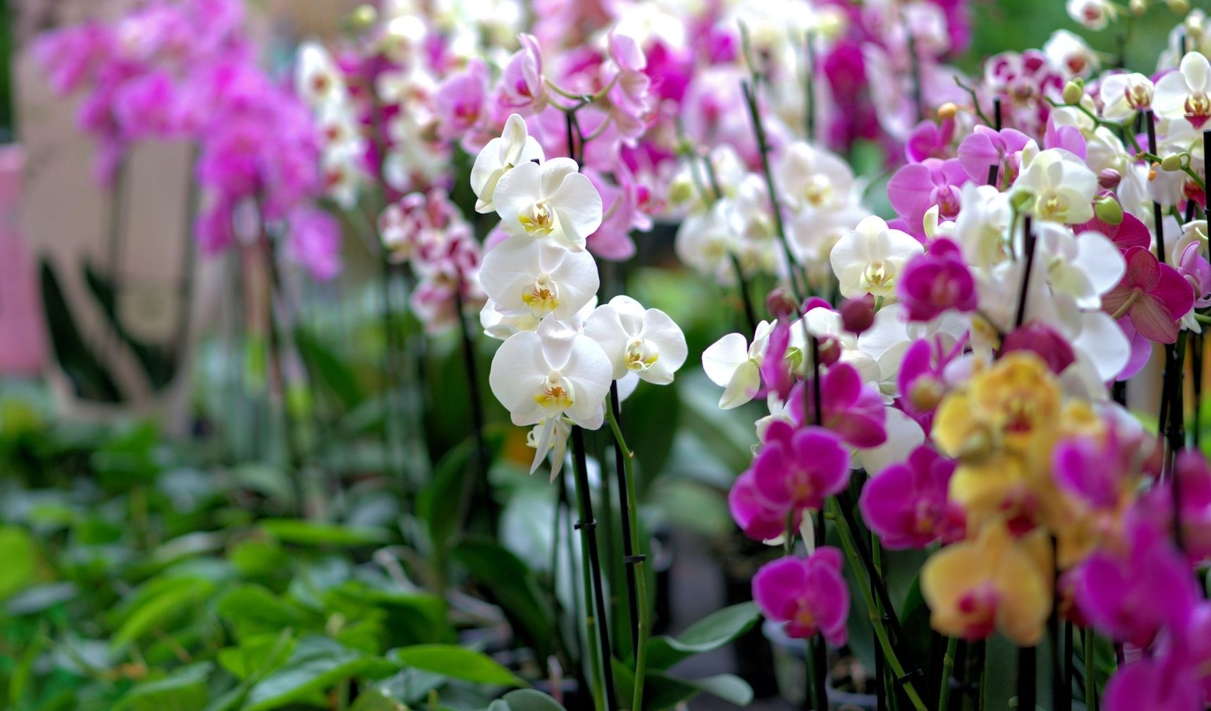 Orkide (Orchidaceae)