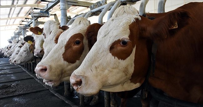 İnek sütü miktarı yıllık yüzde 3,1 arttı1