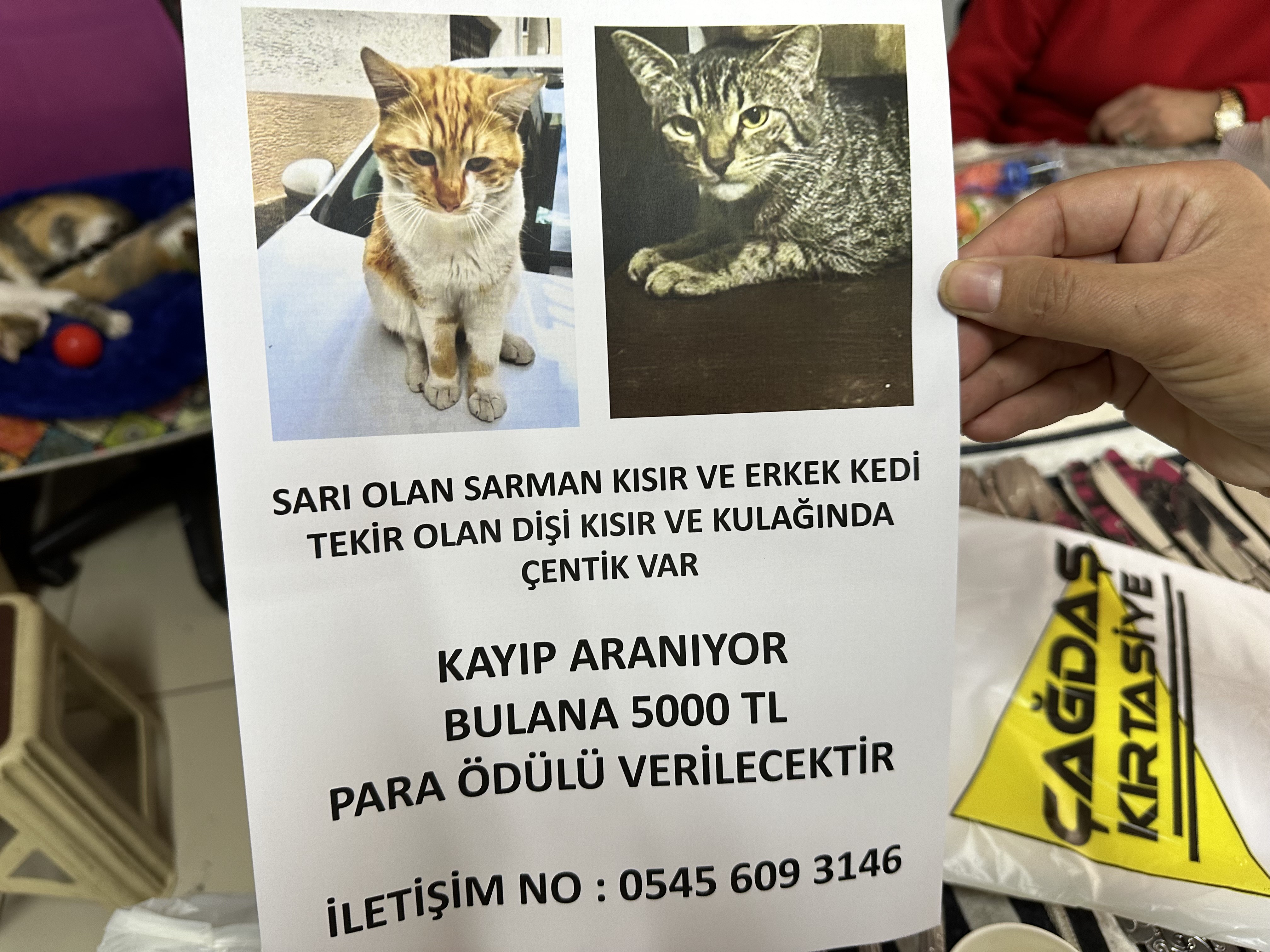 kedi (1)