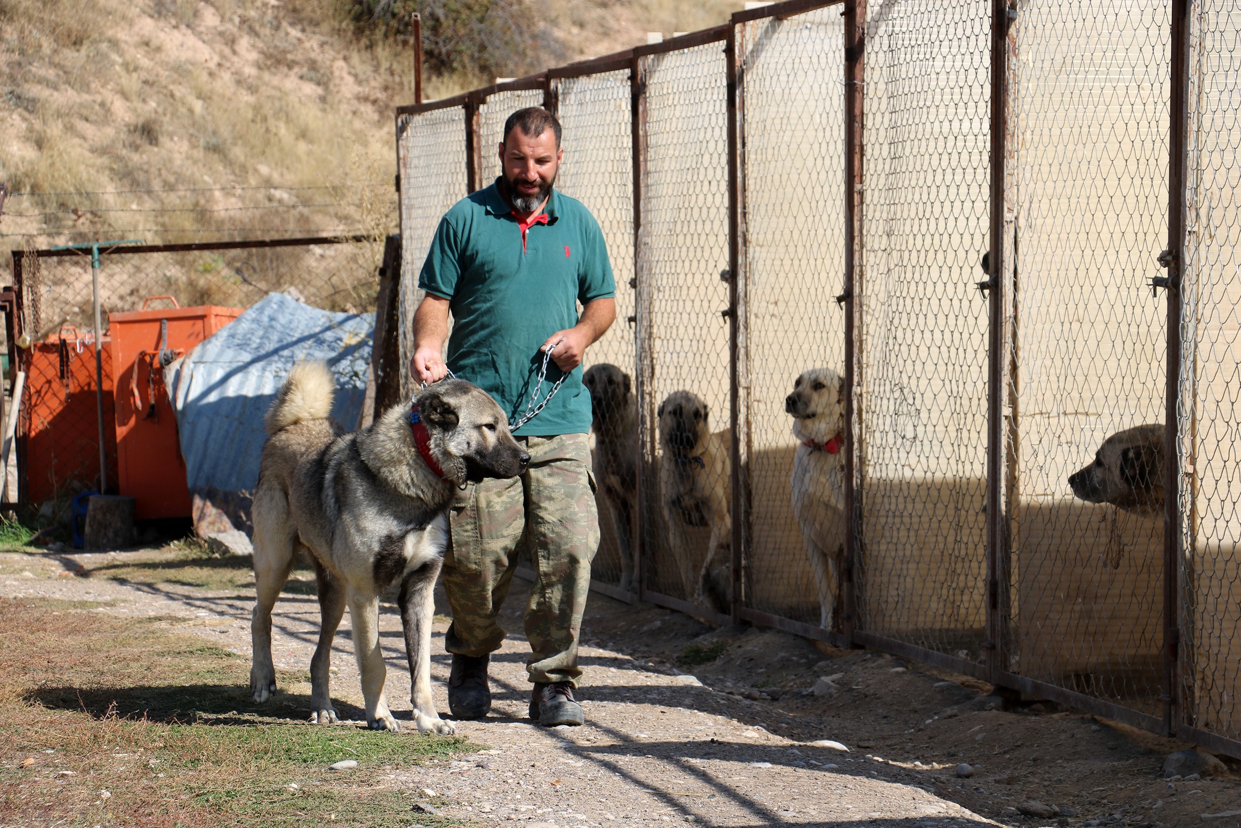 kangal kış (6)