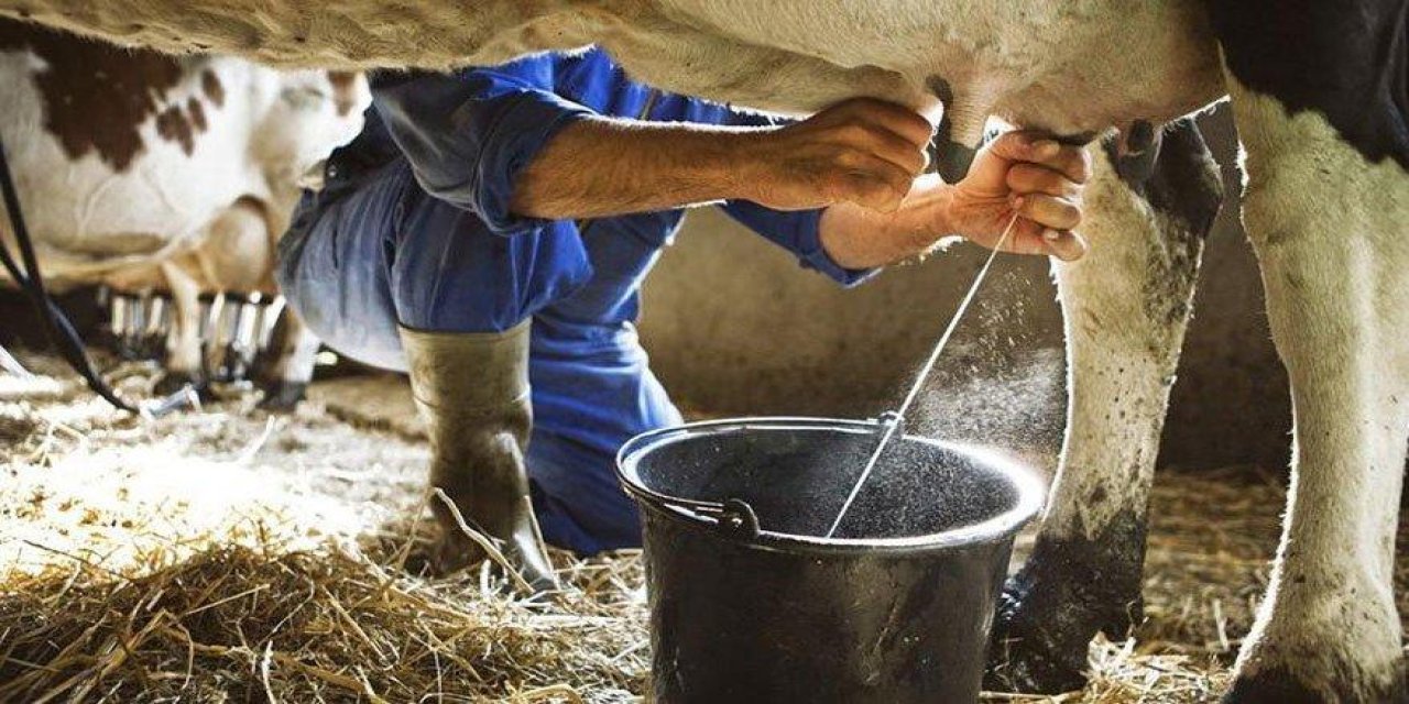 Toplanan inek sütü miktarı Eylül’de yüzde 4,6 arttı