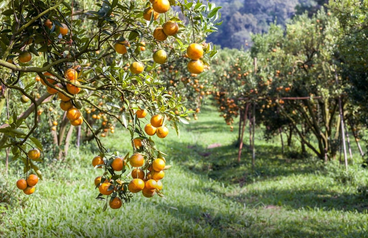 portakal ağacı (1)
