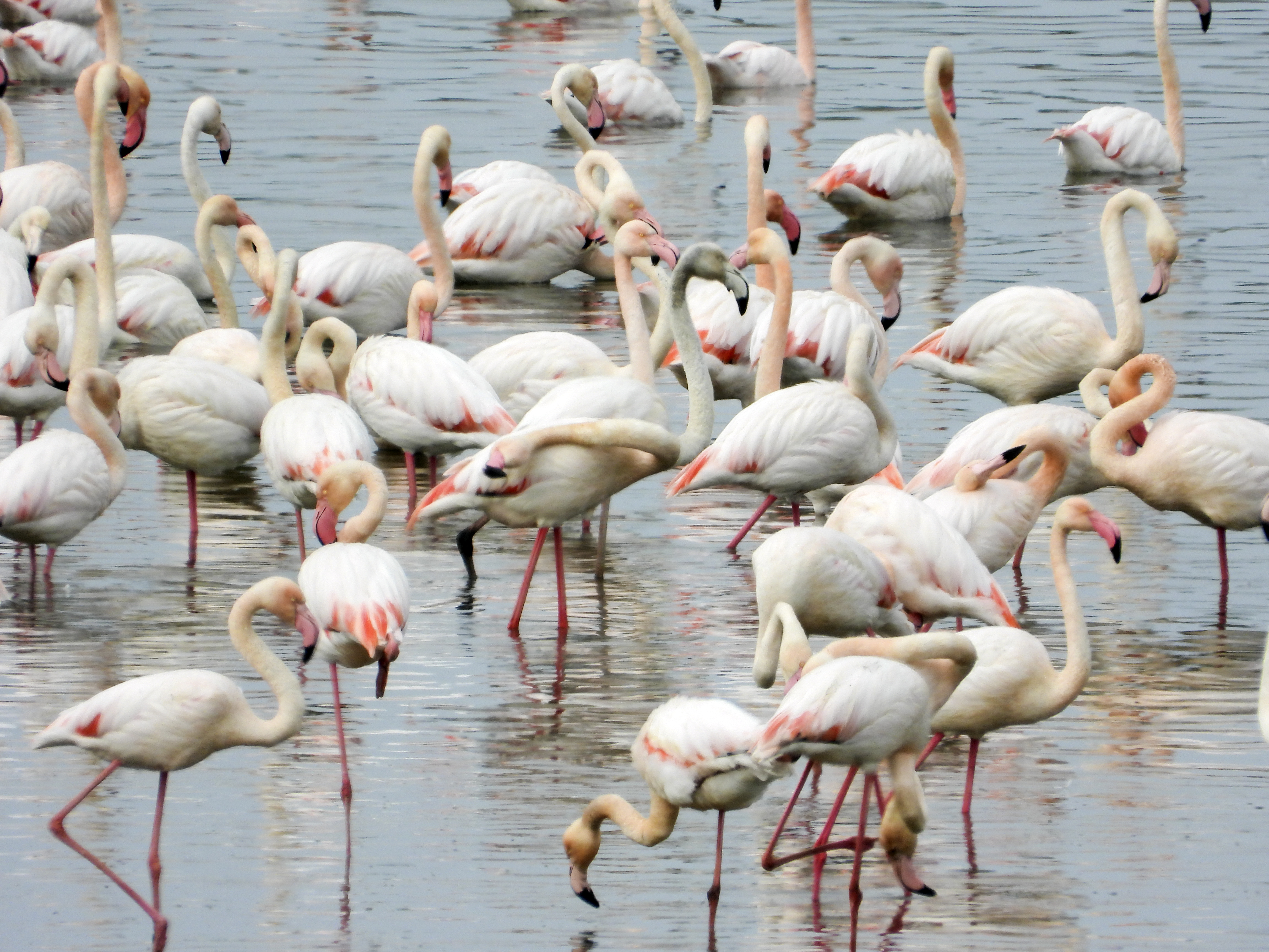 Flamingolar Erken Geldi! (1)