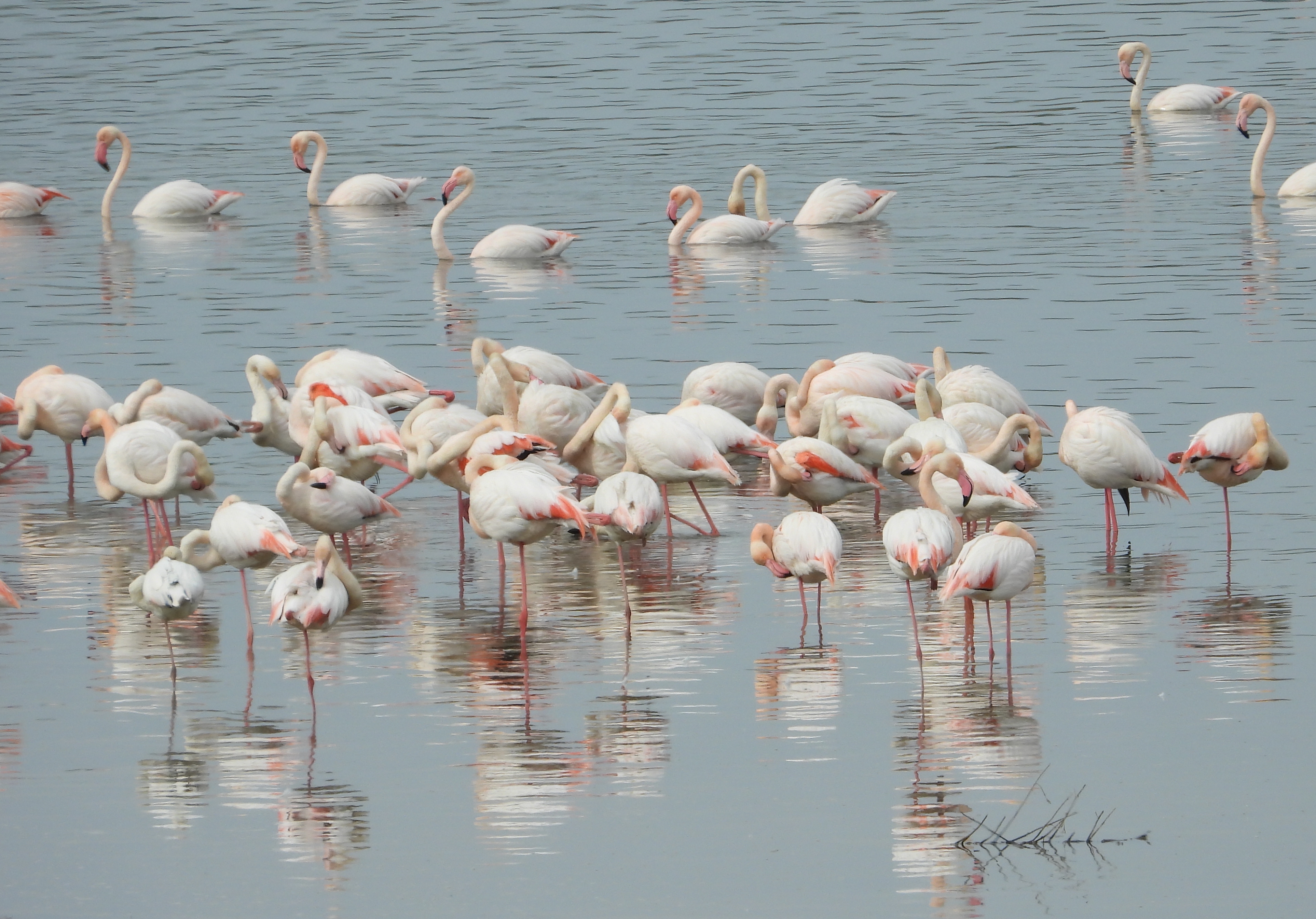 Flamingolar Erken Geldi! (10)