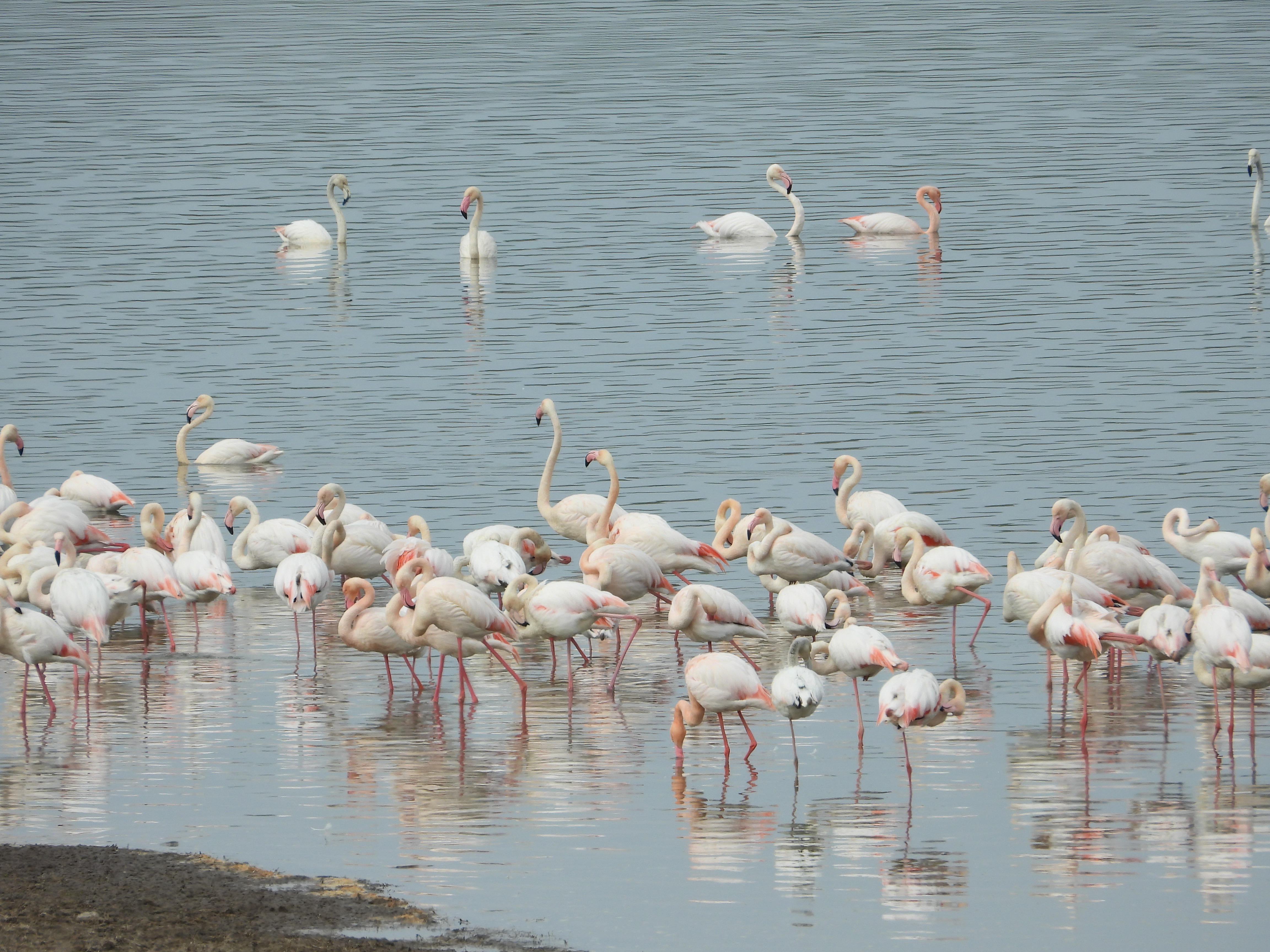 Flamingolar Erken Geldi! (7)