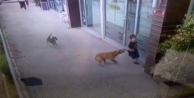 Saldırı Köpek (2)