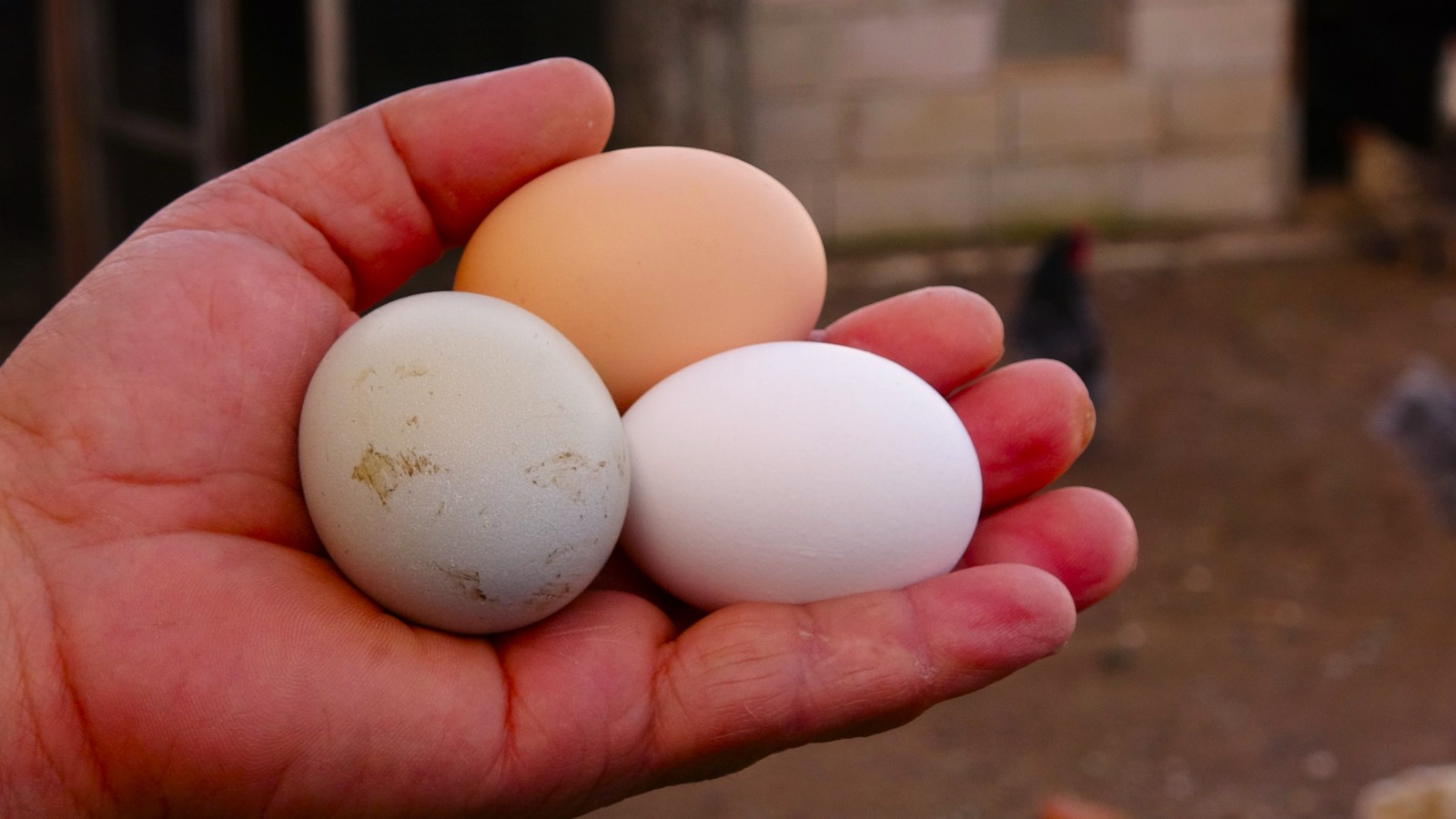 Renkli Yumurtalar Dikkat Çekiyor 2