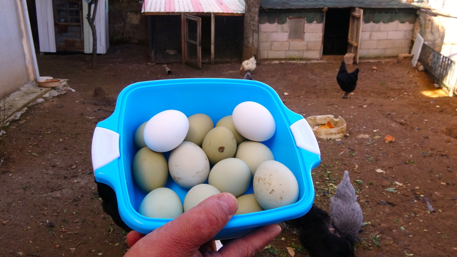 Renkli Yumurtalar Dikkat Çekiyor 4