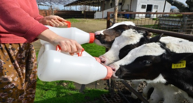 İnek Sütü Miktarı Yıllık 13,1 Arttı1