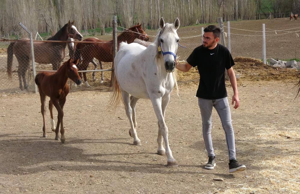 Şampiyon Atlar Yozgat’ta Yetişiyor (9)