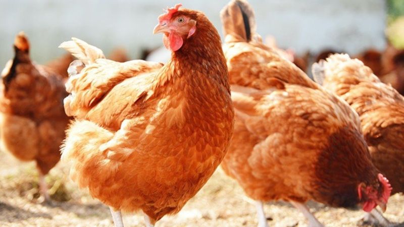 Tavuk Eti Üretimi Aylık Yüzde 0,7 Azaldı