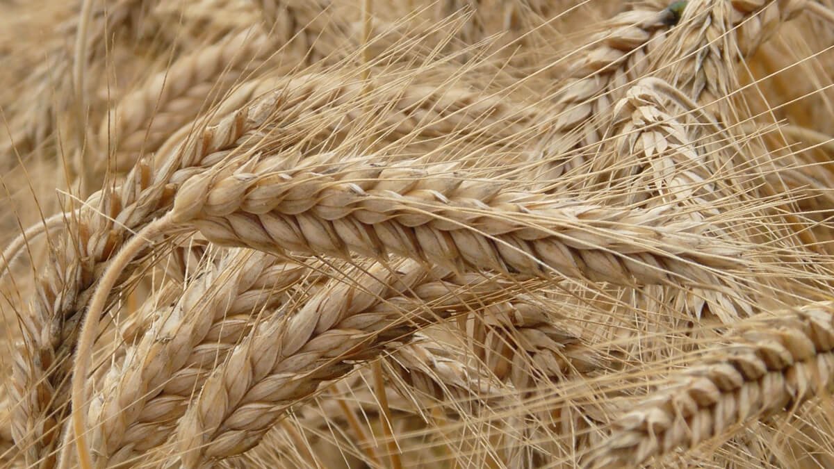 Buğdayın Maliyeti Geçen Yıla Göre Yüzde 62 Arttı2