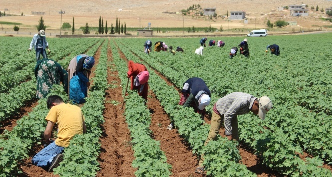 Resmi Gazete'de Yayımlandı Yozgat'taki Mevsimlik Tarım Işçileri Hakları Düzenlendi (2)-1