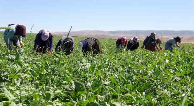 Resmi Gazete'de Yayımlandı Yozgat'taki Mevsimlik Tarım Işçileri Hakları Düzenlendi (3)