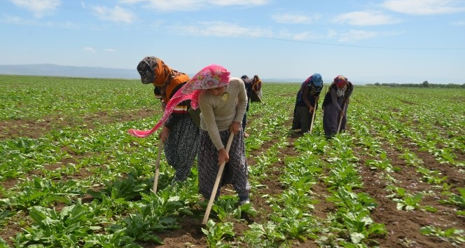 Resmi Gazete'de Yayımlandı Yozgat'taki Mevsimlik Tarım Işçileri Hakları Düzenlendi (4)