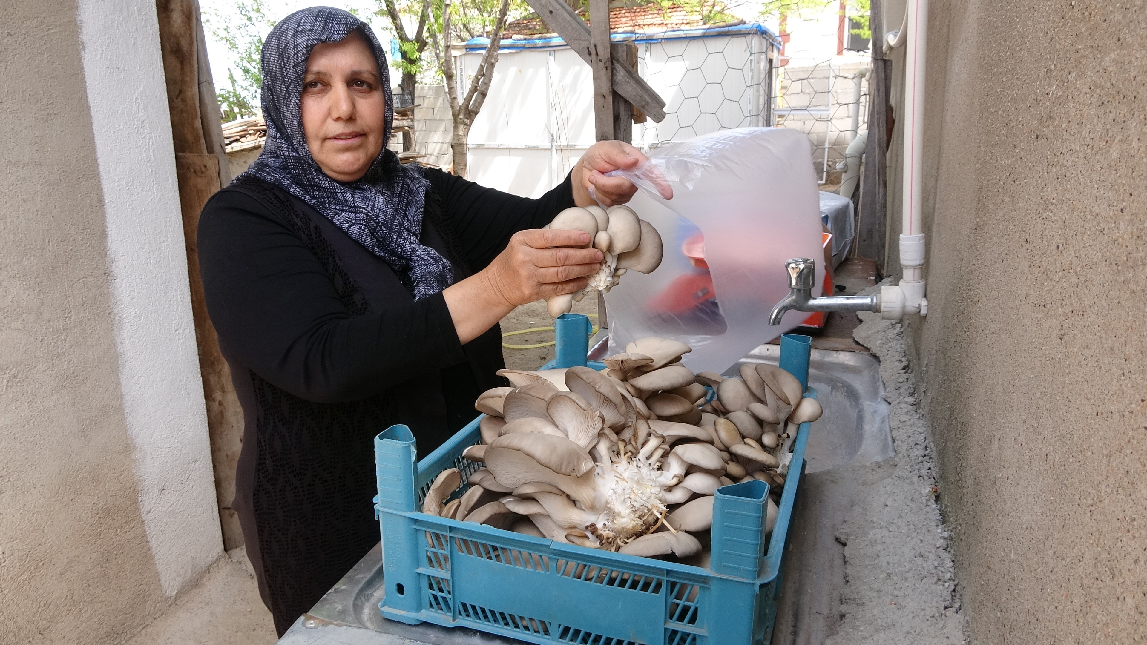 53 Yaşındaki Kadın Bebekleri Gibi Bakıyor Yozgat’ta 5 Metrekare Alanda Üretiyor (5)