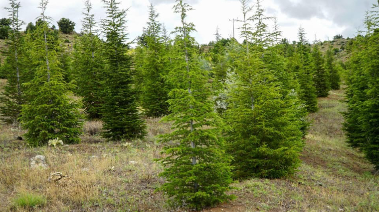 81 Ilde 81 Orman Projesi1